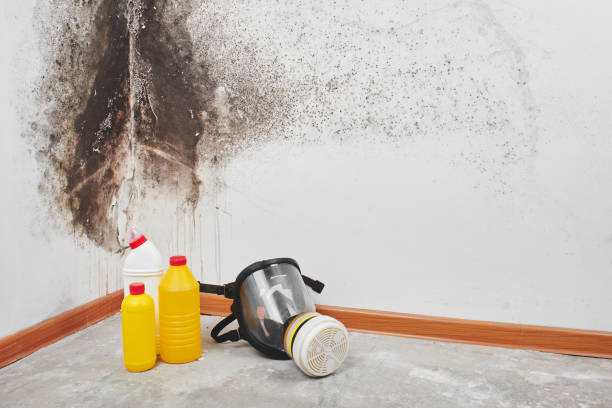 Best Mold Cleaning Services  in Olivet, MI