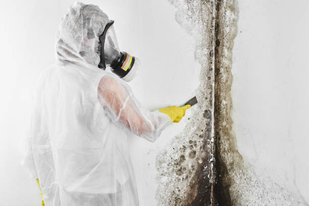 Best Best Mold Removal Companies  in Olivet, MI