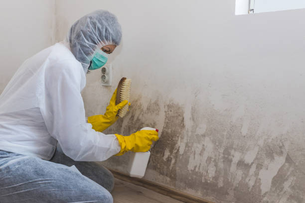 Best Mold Remediation  in Olivet, MI