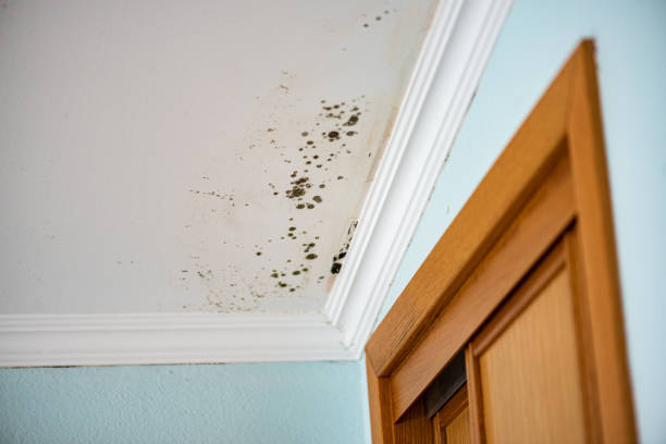 Home Mold Removal in Olivet, MI