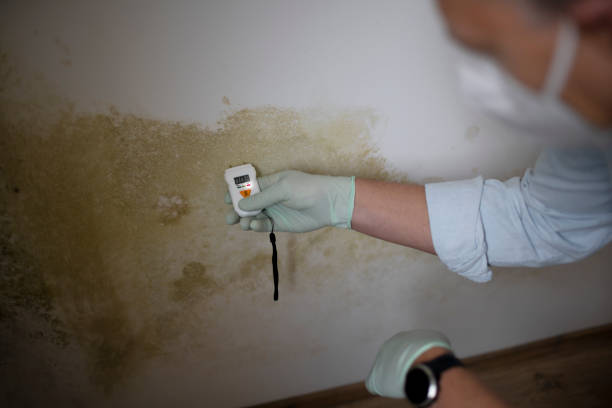 Best Best Mold Removal Companies  in Olivet, MI