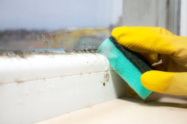 Best Local Mold Removal Service  in Olivet, MI
