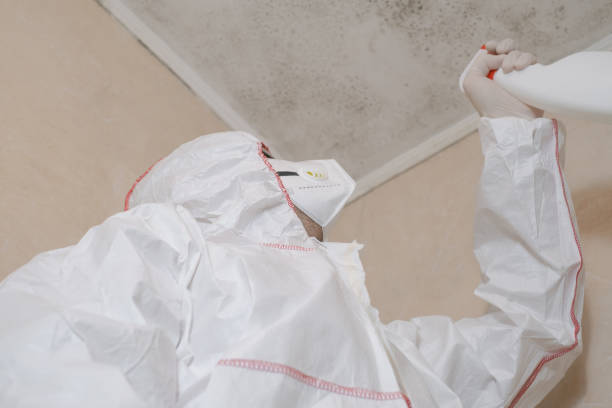 Attic Mold Removal in Olivet, MI
