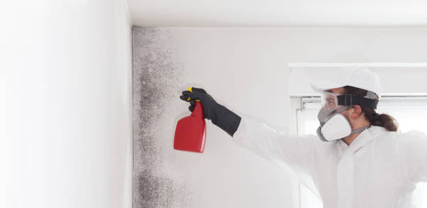 Best Fast Mold Removal  in Olivet, MI