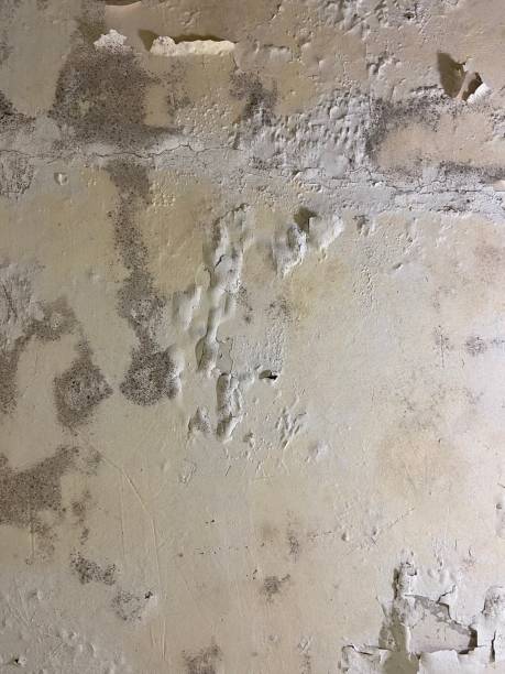 Best Mold Testing  in Olivet, MI