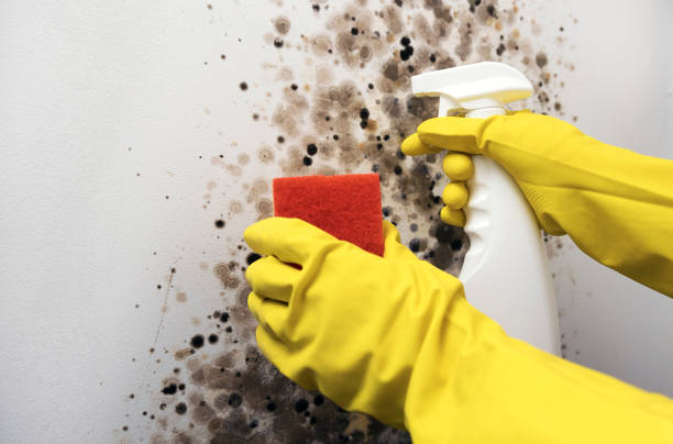 Best Certified Mold Removal  in Olivet, MI