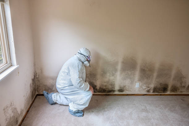 Best Mold Cleaning Services  in Olivet, MI
