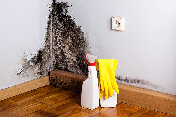 Best Office Mold Removal Services  in Olivet, MI