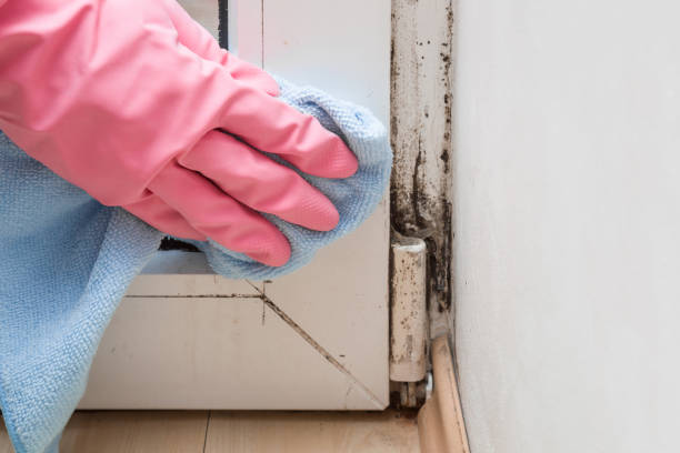Best Home Mold Removal  in Olivet, MI